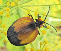 Lycus palliatus