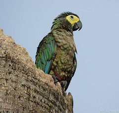 Orthopsittaca manilatus