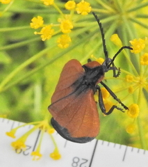 Lycus palliatus