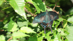 Papilio maackii