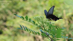 Papilio macilentus
