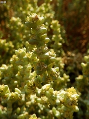 Anabasis setifera