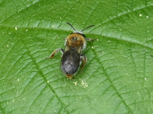 Early Mining Bee, Groesbeek, Nederland, photo 6 of 10