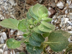 Hyoscyamus desertorum