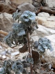 Forsskaolea tenacissima