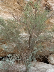 Vachellia tortilis raddiana