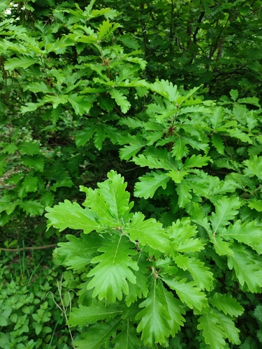 Image of Quercus macranthera by (c) Igor Balashov, some rights reserved (CC BY)