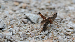 Megaulacobothrus aethalinus