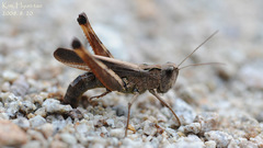 Megaulacobothrus aethalinus