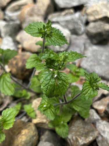 Veronica javanica