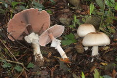 Agaricus phaeolepidotus