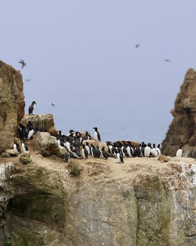 Guillemot de Troïl
