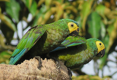 Orthopsittaca manilatus