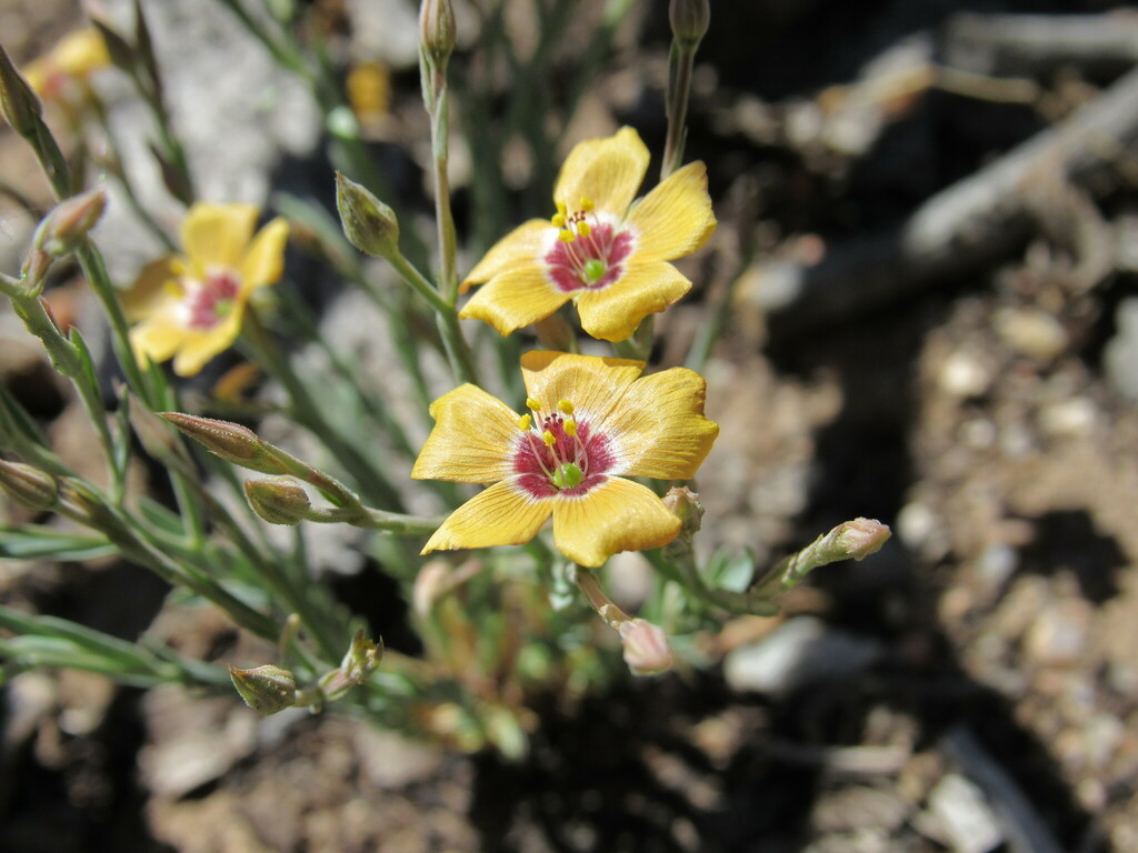 Plains flax (Linum puberulum)
