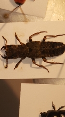 Ontholestes tessellatus