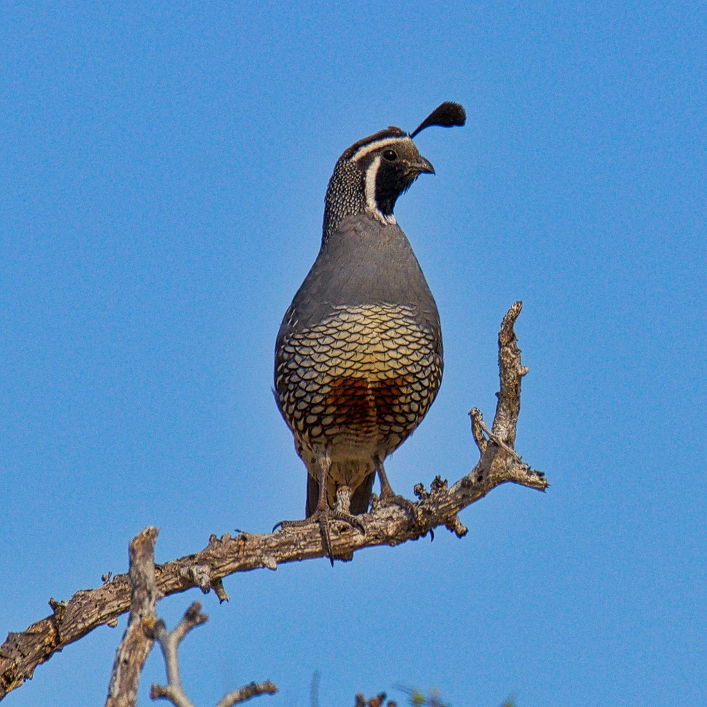 California Quail