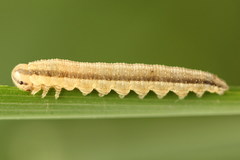 Tenthredopsis tessellata