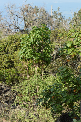 Kokia drynarioides