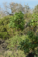 Kokia drynarioides, photograph (c) David Anderson, some rights reserved (CC BY)