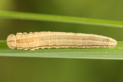 Tenthredopsis tessellata