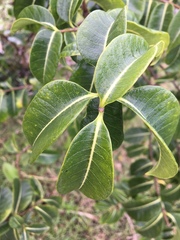Cryptostegia madagascariensis