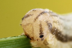 Tenthredopsis tessellata