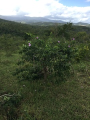 Cryptostegia madagascariensis