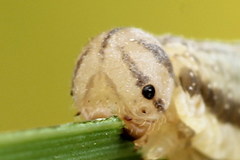 Tenthredopsis tessellata