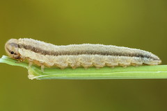 Tenthredopsis tessellata