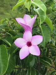 Cryptostegia madagascariensis