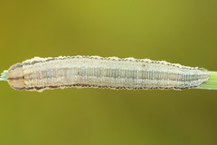 Tenthredopsis tessellata