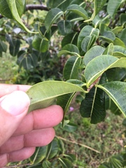Cryptostegia madagascariensis