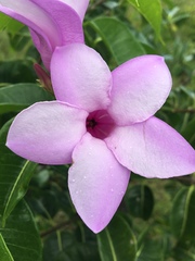 Cryptostegia madagascariensis