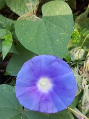 Ipomoea purpurea