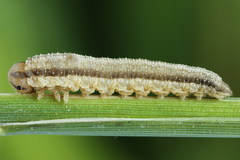 Tenthredopsis tessellata