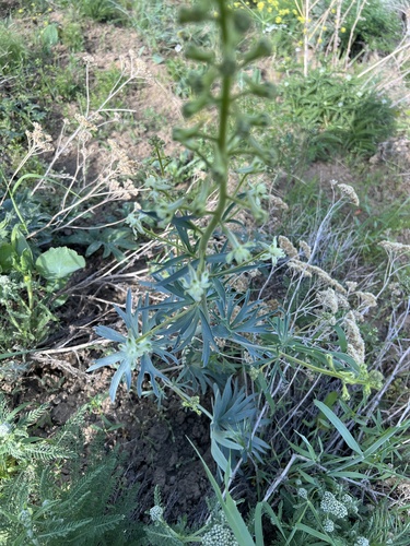 Image of Delphinium xantholeucum by no rights reserved