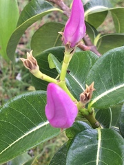 Cryptostegia madagascariensis