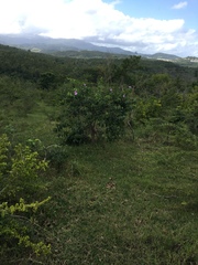 Cryptostegia madagascariensis