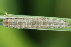 Tenthredopsis tessellata