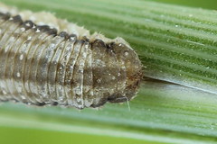 Tenthredopsis tessellata
