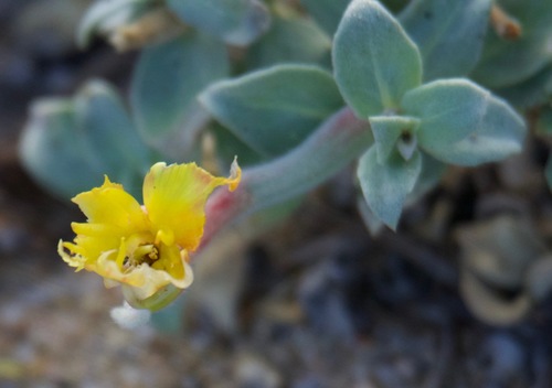 Beach evening primrose (Oenothera drummondii)