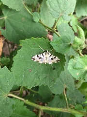 Conchylodes salamisalis