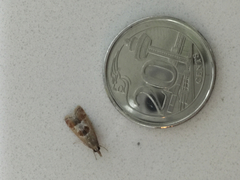 Syntonarcha iriastis