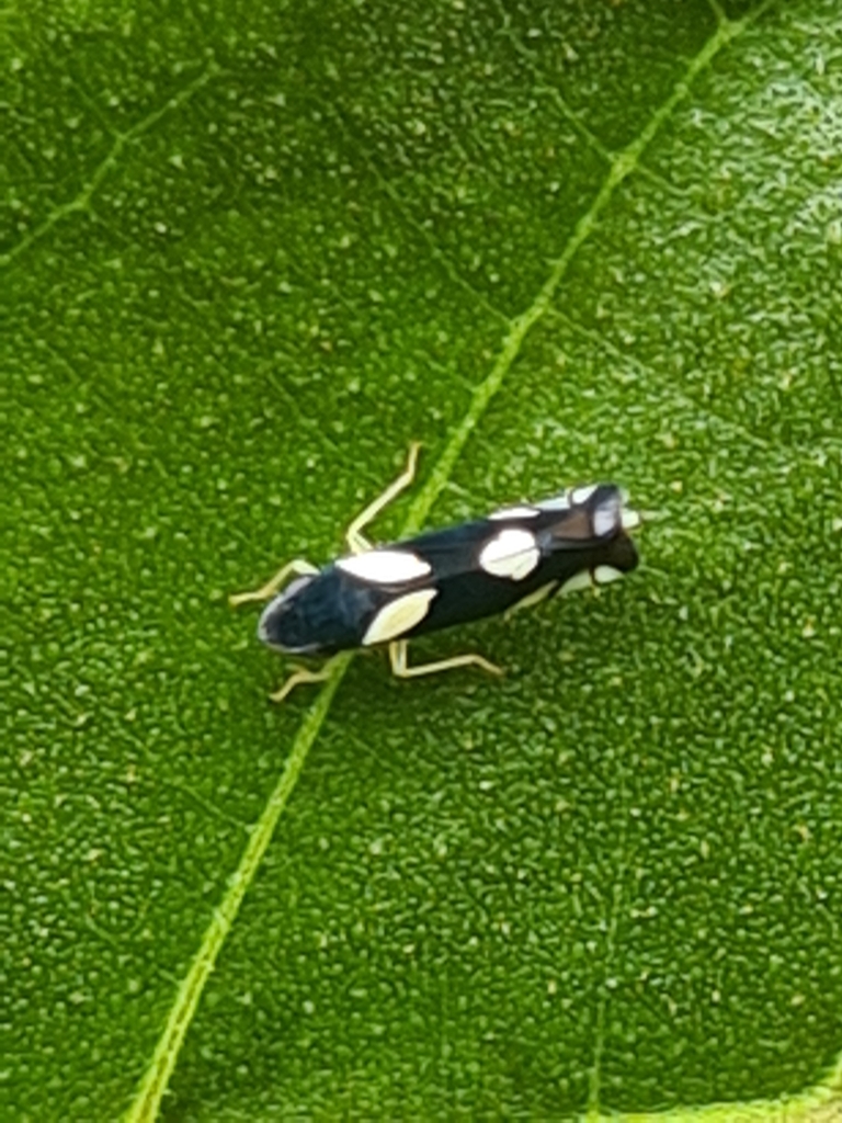 Microgoniella illustris