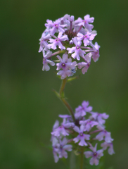 Glandularia canadensis