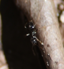 Nylanderia bourbonica