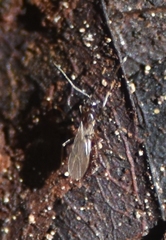 Nylanderia bourbonica