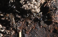 Nylanderia bourbonica