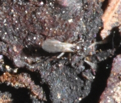 Nylanderia bourbonica