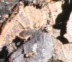 Nylanderia bourbonica